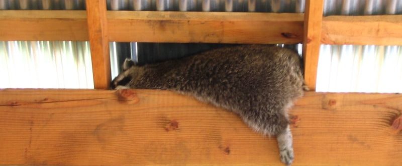 How to Easily Spot Roof Damage from Critters (and Keep Them Out!)