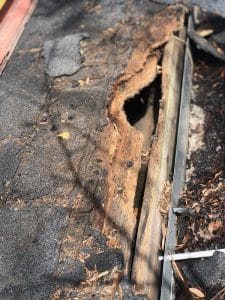 shingle roof with roof damage from critters