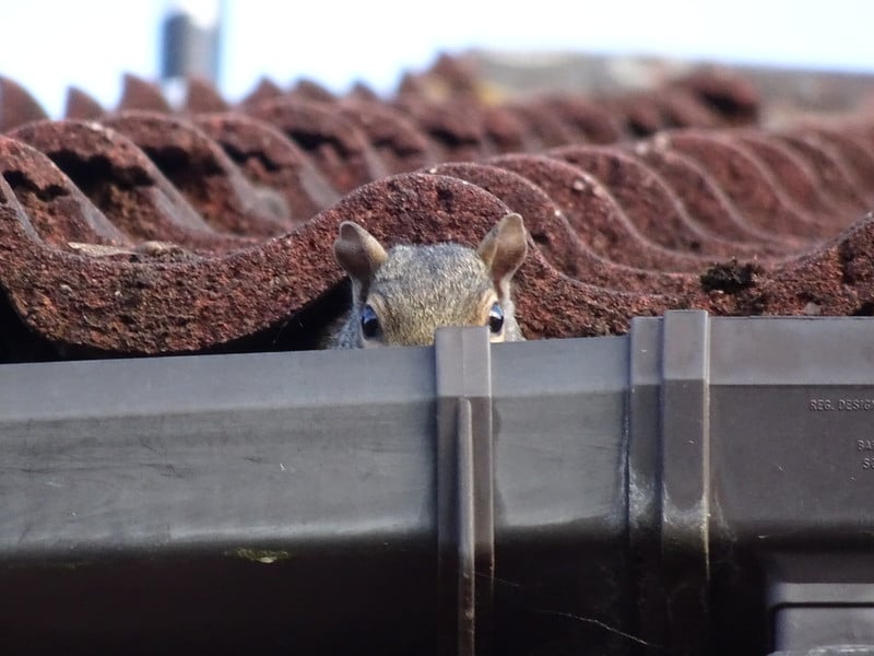 squirrel in gutter tile roof