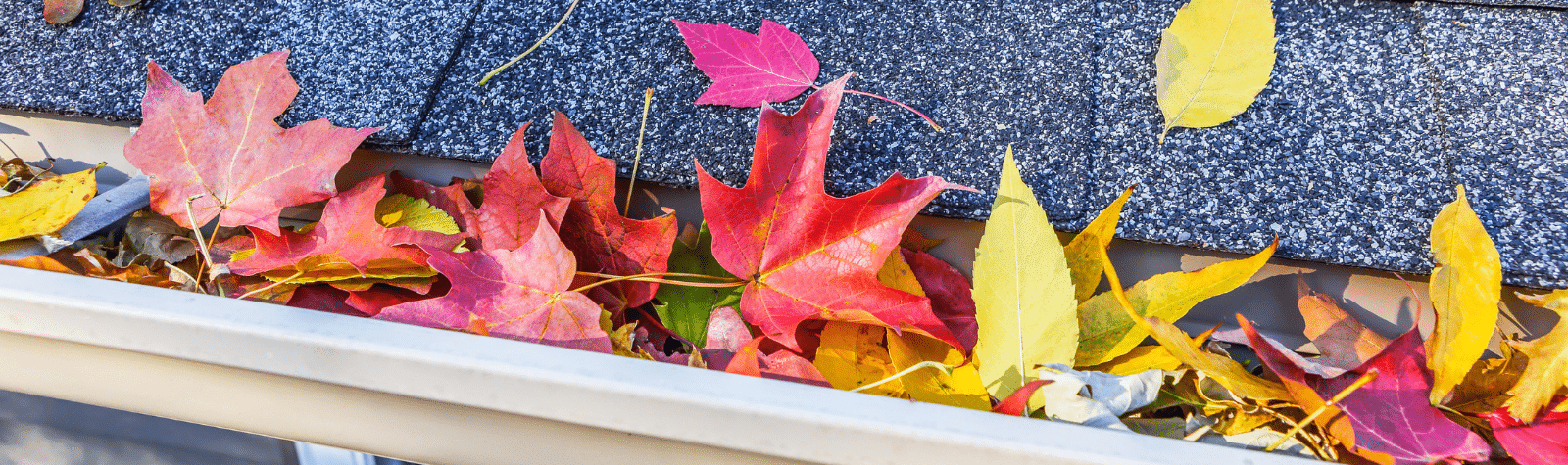 5 Crucial Fall Roof Maintenance Tips for Texas Homeowners