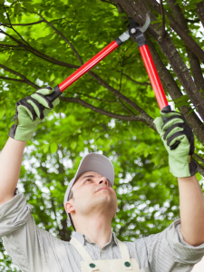 Man trimming tree branches